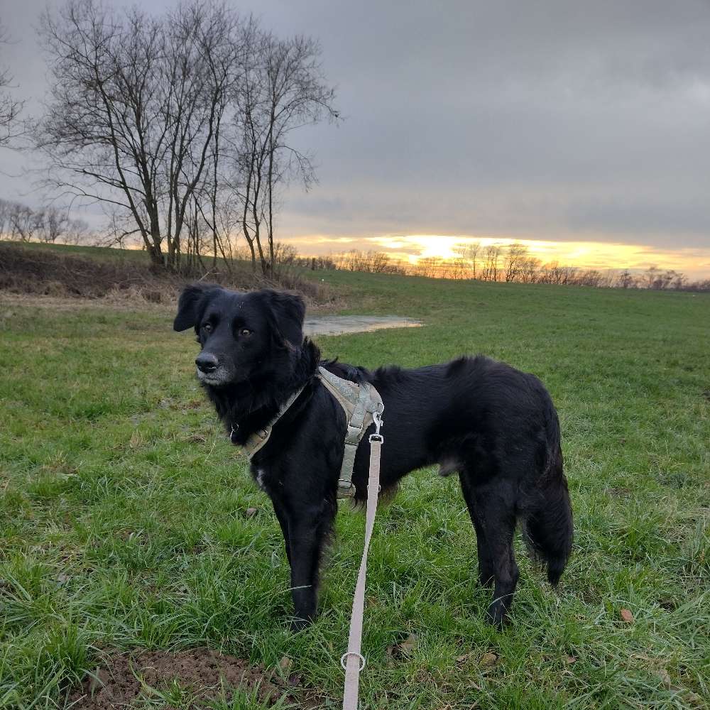 Hundetreffen-Hundetreffen in Neunkirchen-Profilbild