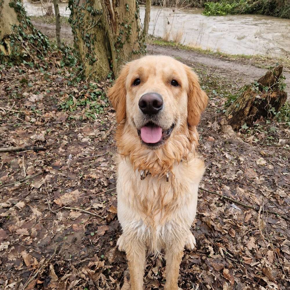 Hundetreffen-Spielen & Spazieren-Profilbild