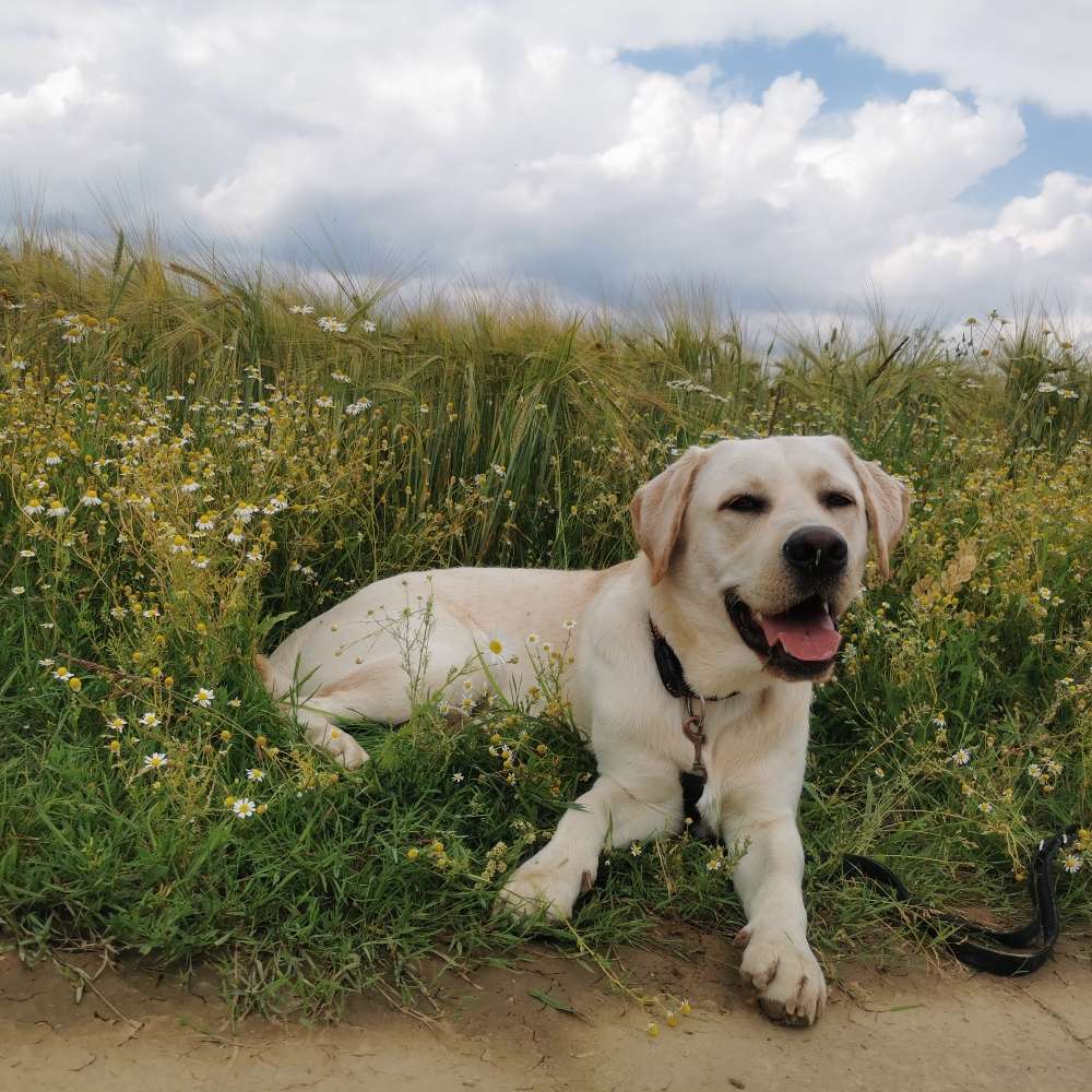 Hundetreffen-Gemeinsames Spielen und Spazieren-Profilbild