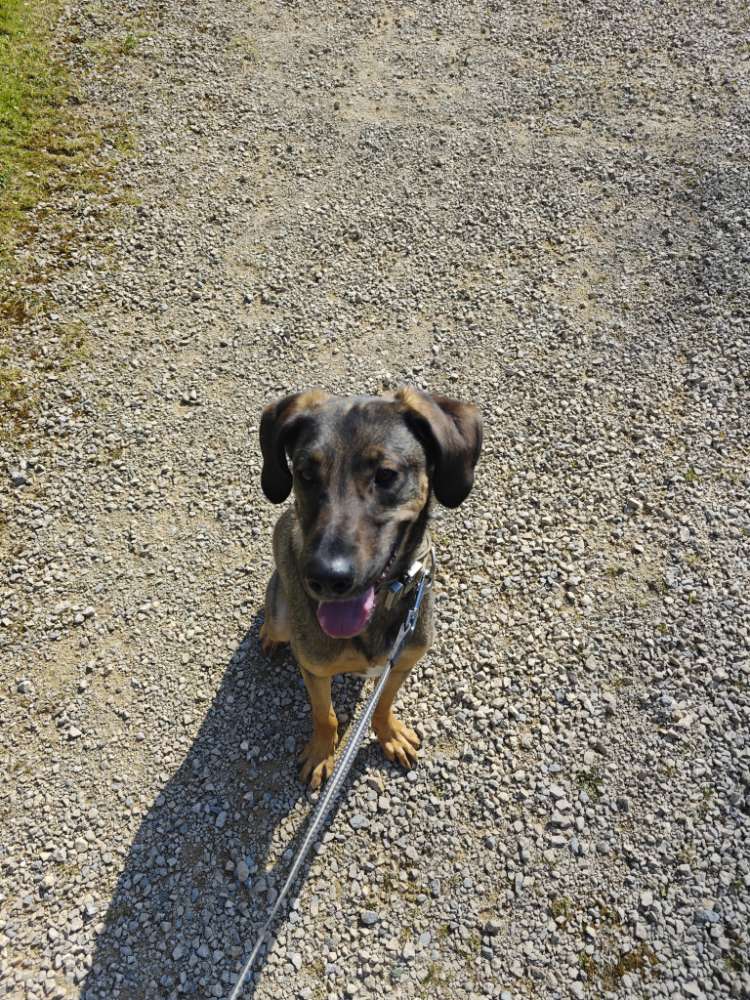 Hundetreffen-Gemütliche Gassirunde & Hunde Freundschaften Knüpfen-Profilbild