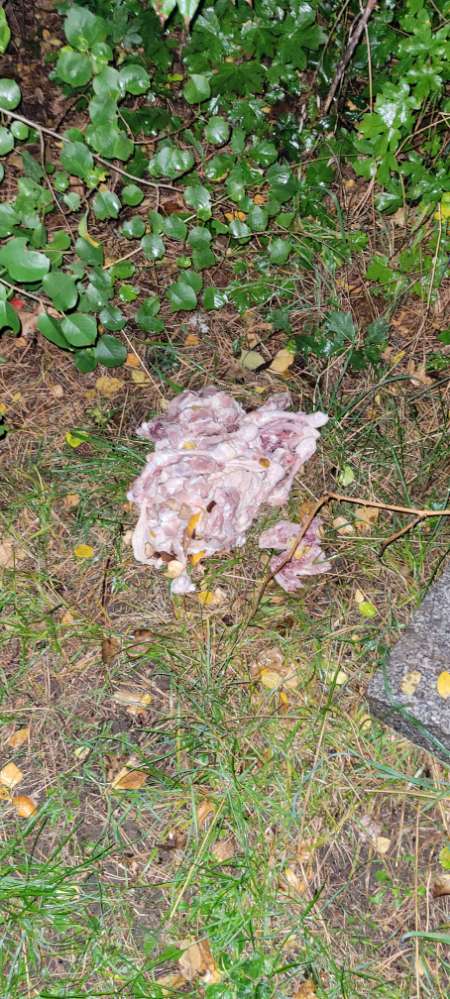 Giftköder-Giftköder / Tiereingeweide-Profilbild