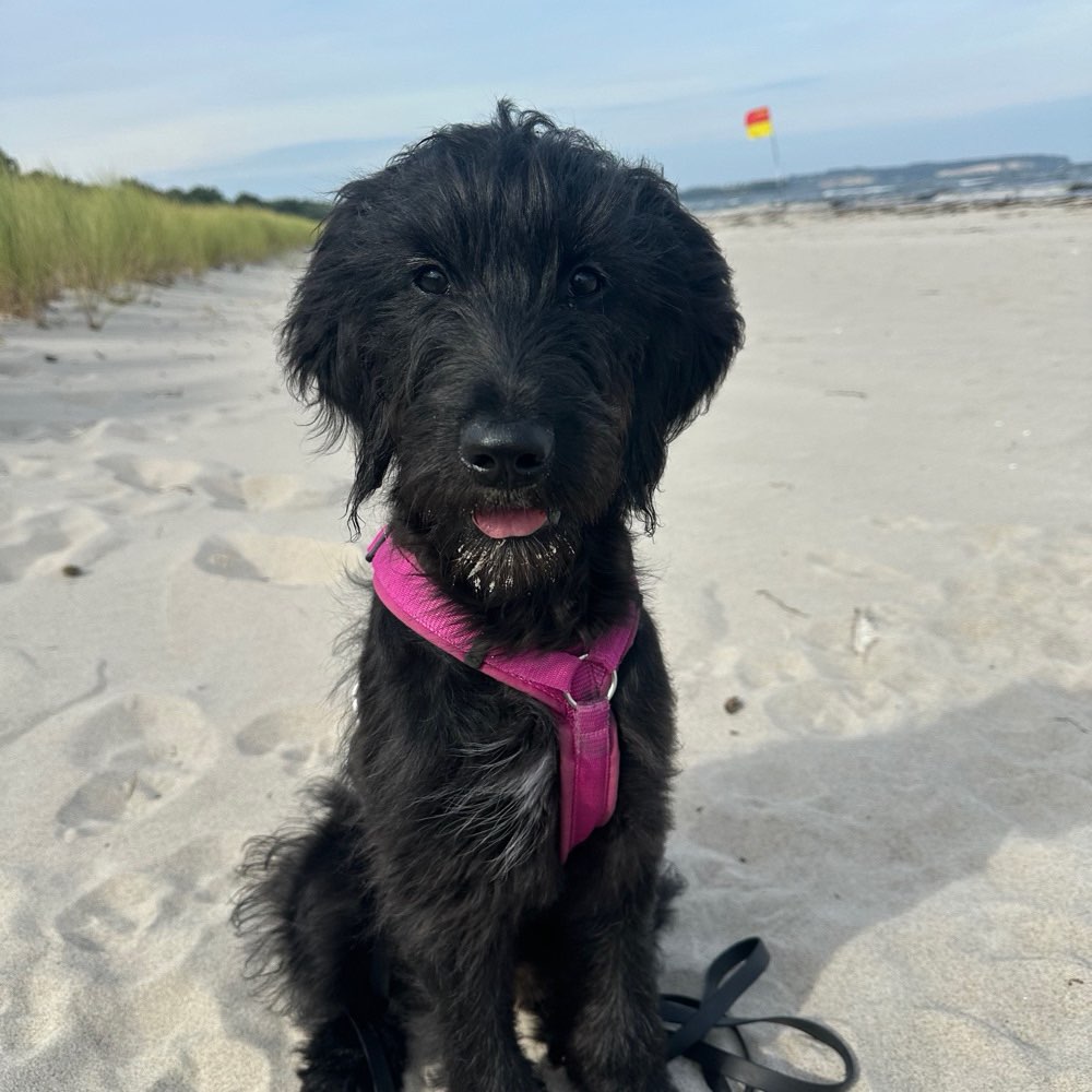 Hundetreffen-Gassi & Playdate-Profilbild