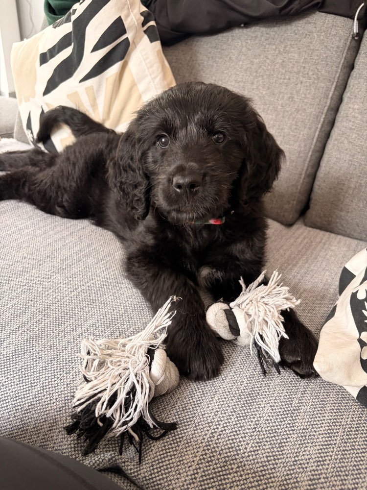 Hundetreffen-Welpentreffen-Profilbild