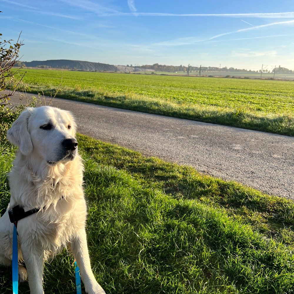 Hundetreffen-Spielrunde in Ronnenberg-Profilbild