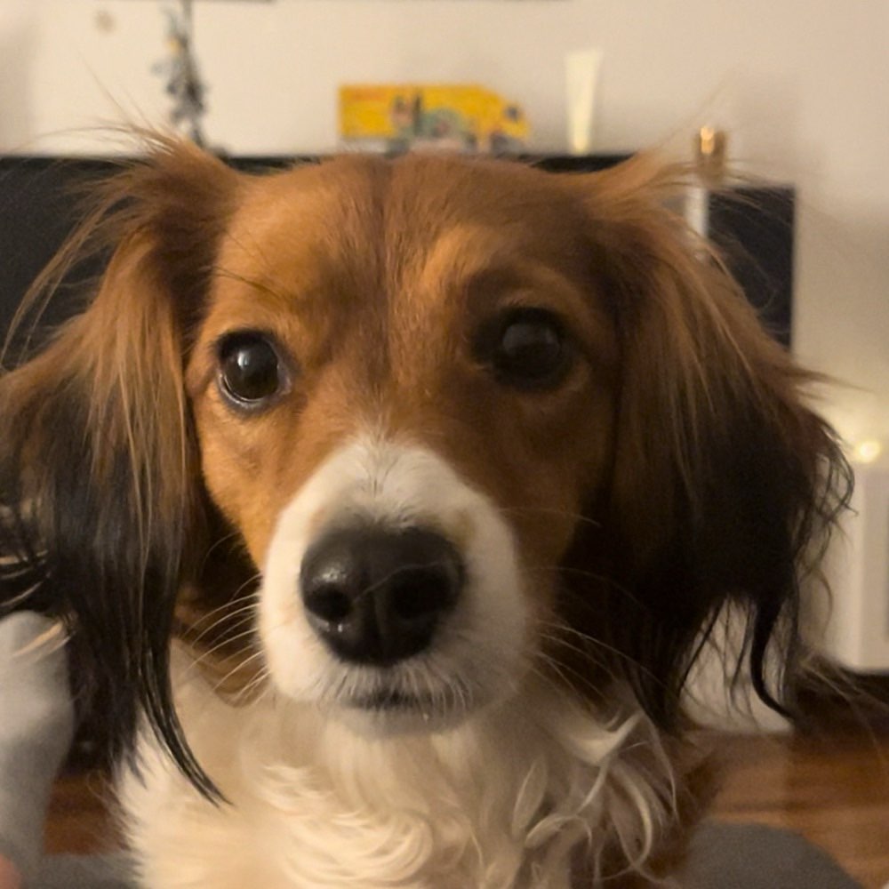 Hundetreffen-Gemeinsame Spaziergänge-Profilbild