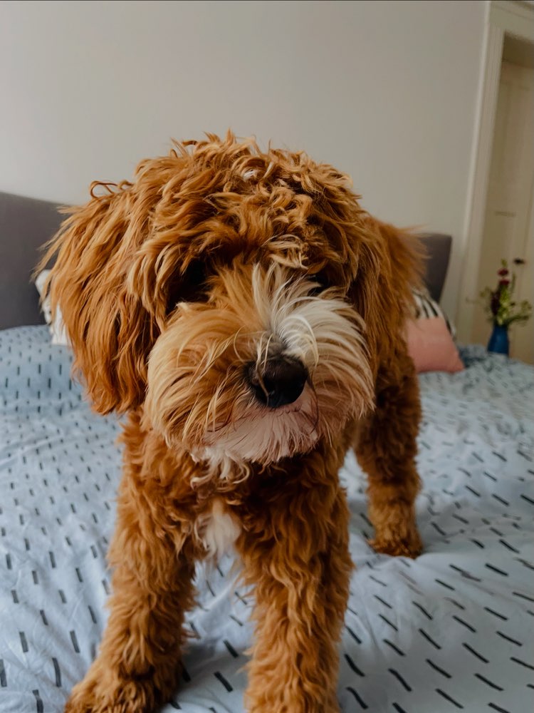 Hundetreffen-Treffen in der List-Profilbild