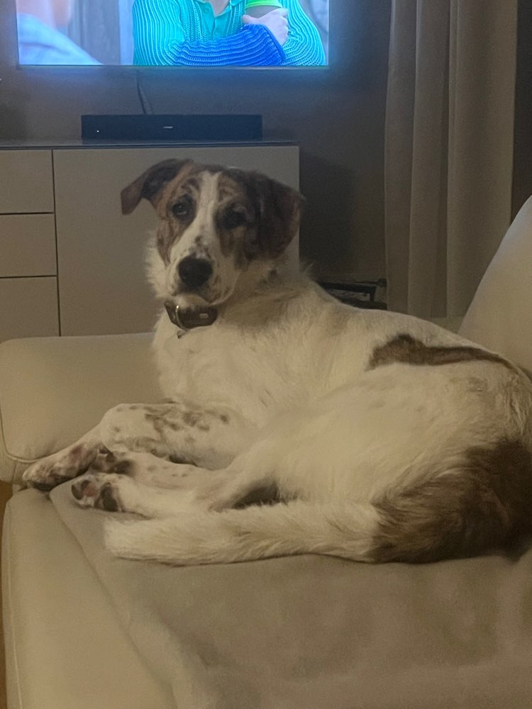 Hundetreffen-Gassirunde, Hunde-Spiel-Treff-Profilbild