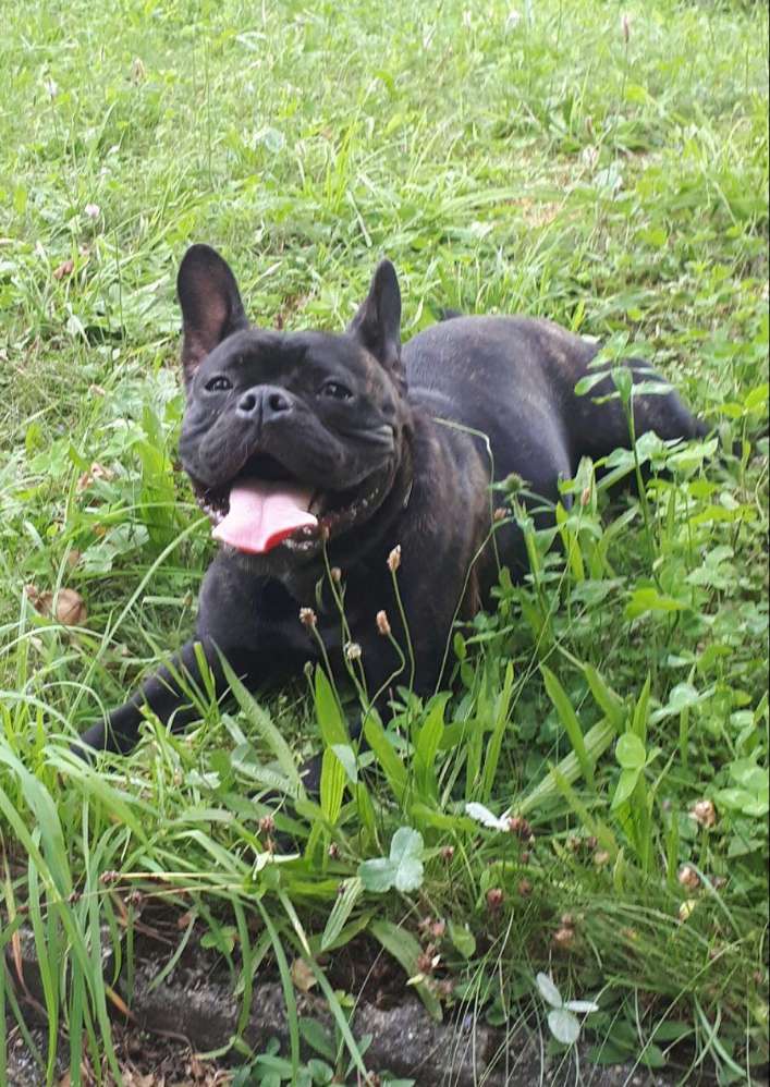 Hundetreffen-St Bernhardt-Profilbild