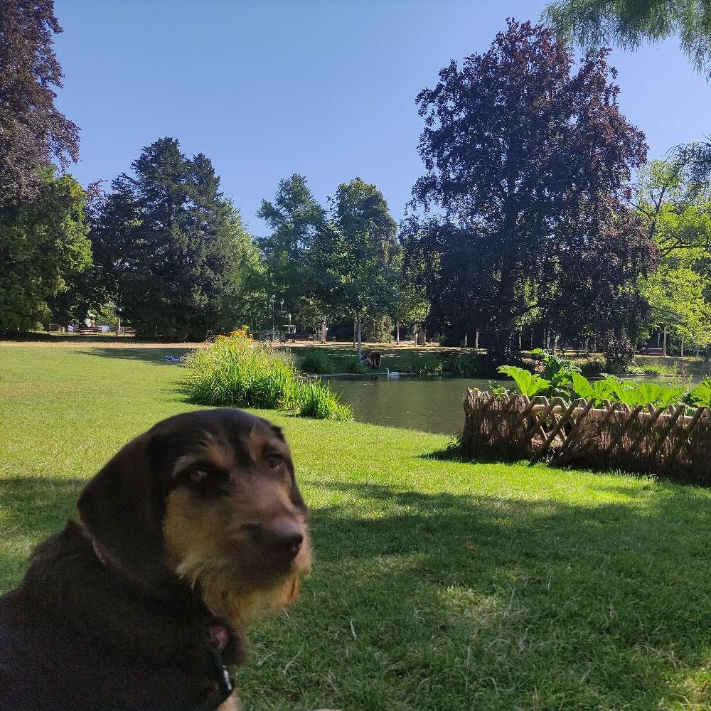 Hundetreffen-Social Walk-Profilbild