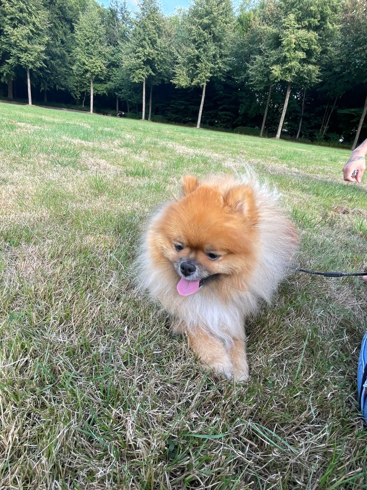 Hundetreffen-Mein Rüde sucht eine passende Hundefreundin-Profilbild