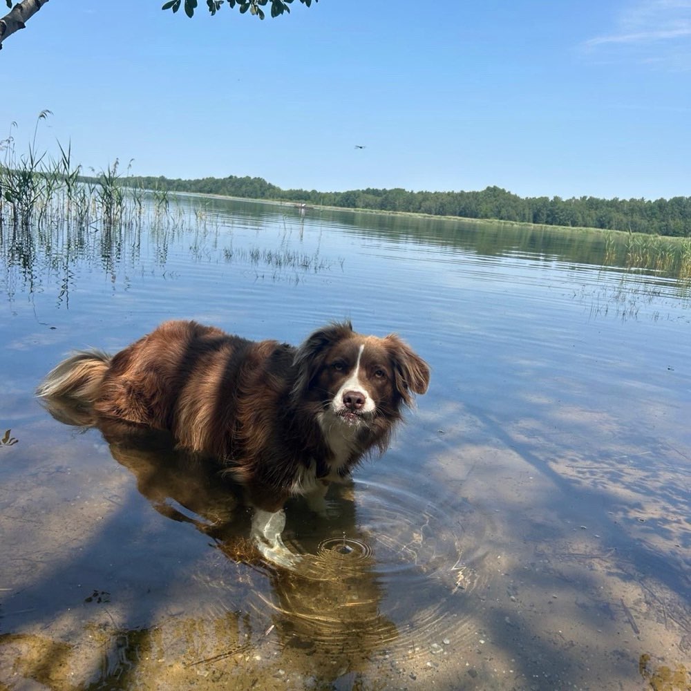 Hundetreffen-Badespaß-Profilbild