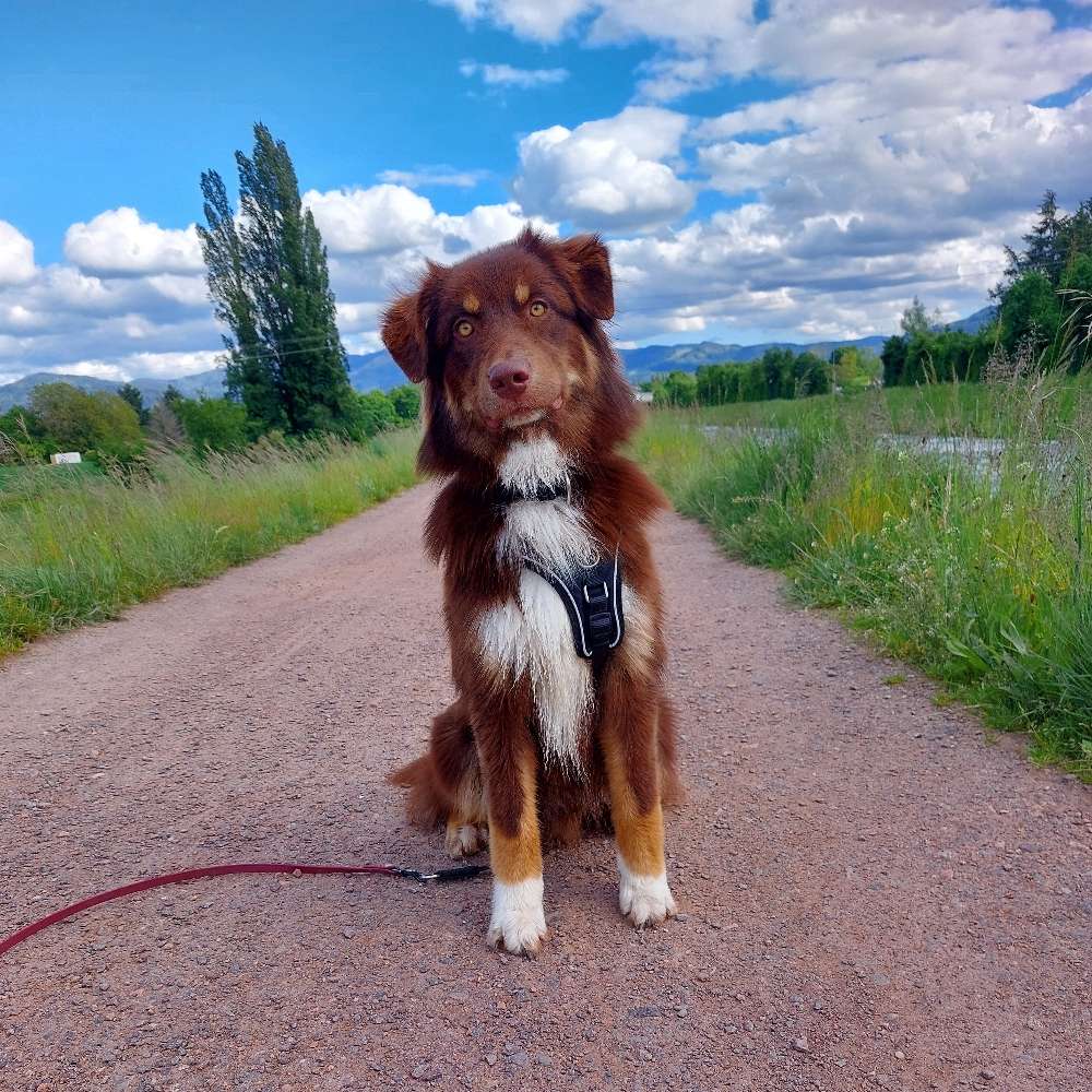 Hundetreffen-Trainingspartner gesucht 🤗-Profilbild