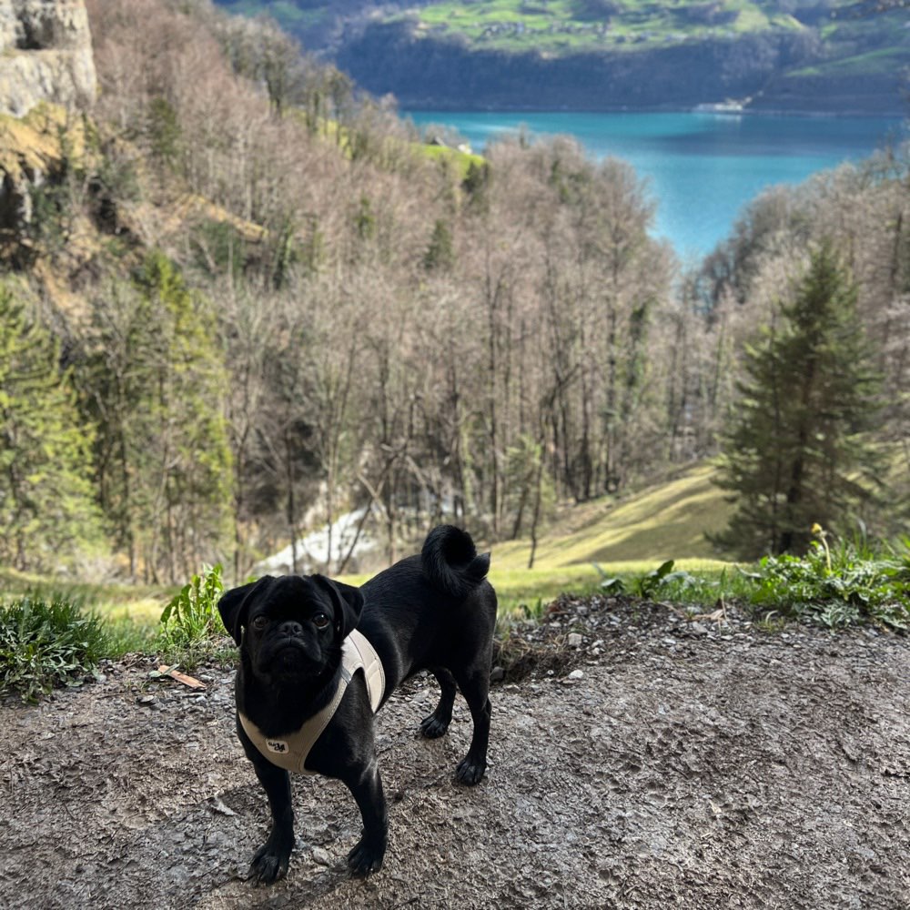 Hundetreffen-Playdate 🐶✨-Profilbild