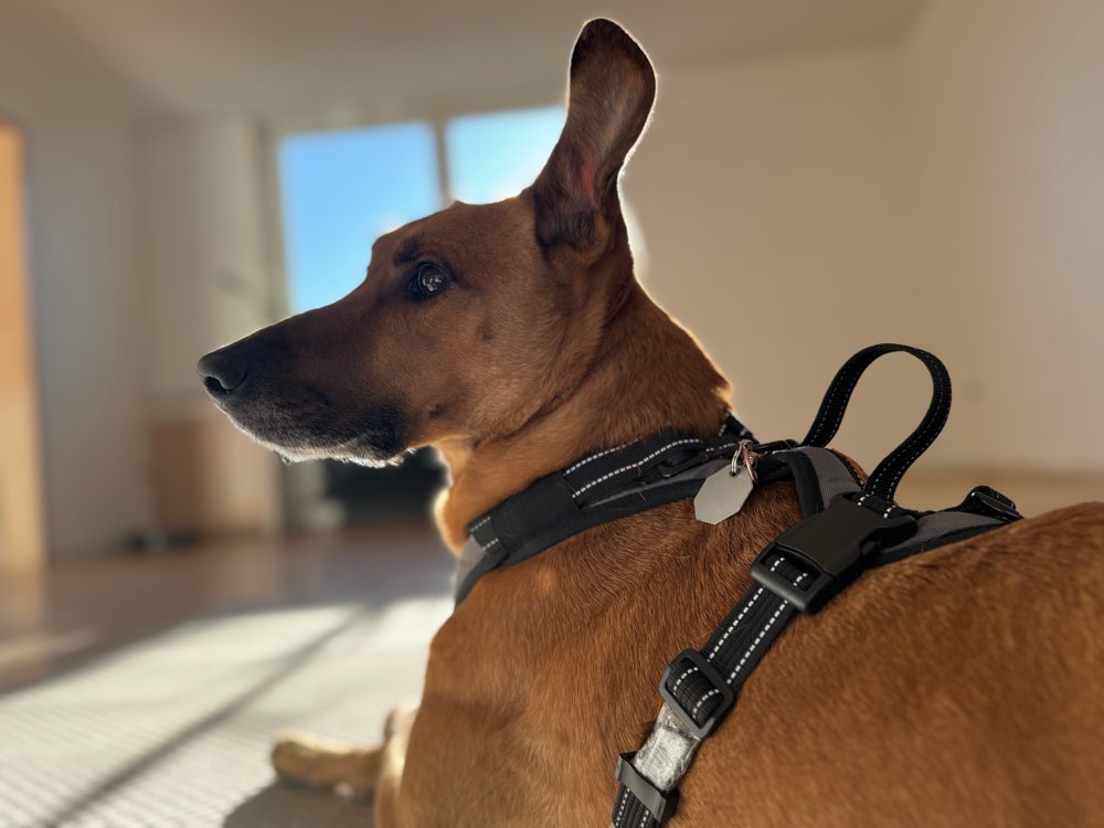 Hundetreffen-Spieldate-Profilbild