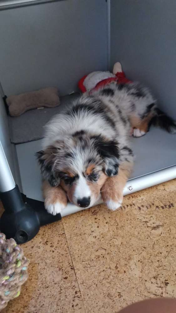 Hundetreffen-Welpentreff mit Sozialisierung-Profilbild