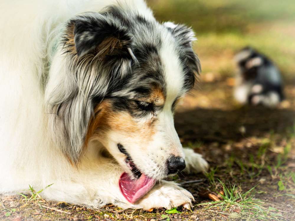 Hundetreffen-Social Walk-Profilbild