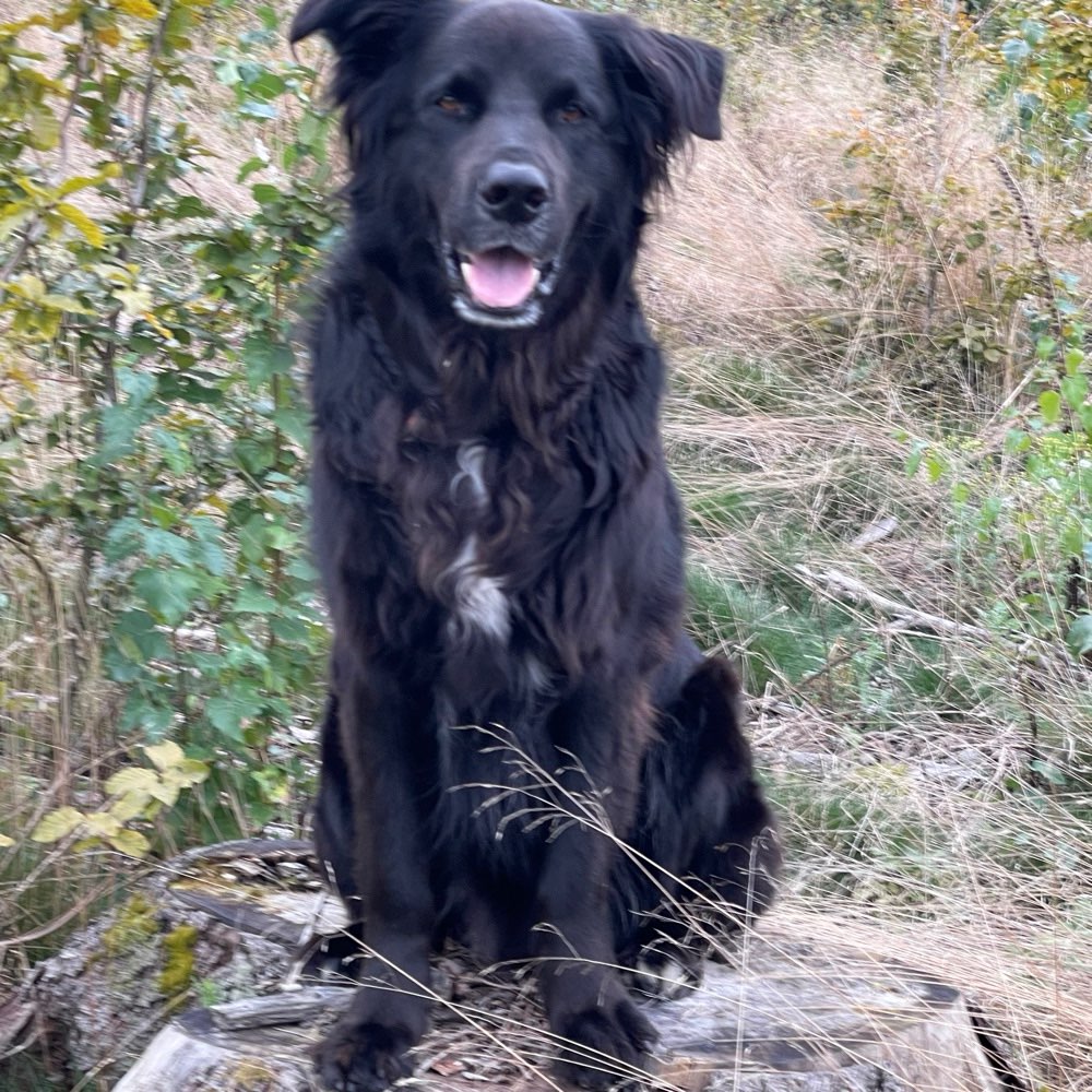 Hundetreffen-Mit Charly mit seinem Frauchen-Profilbild