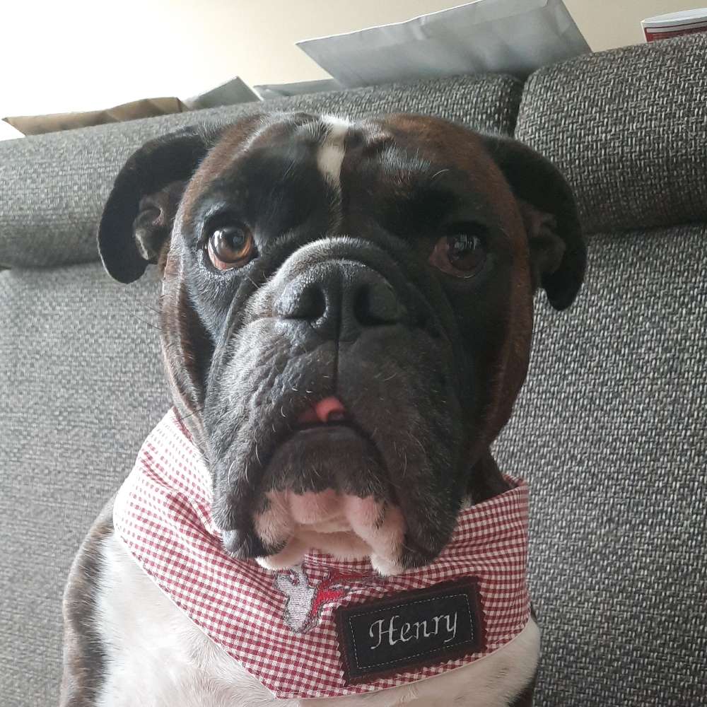 Hundetreffen-SpieleTreffen gesucht❤️-Profilbild