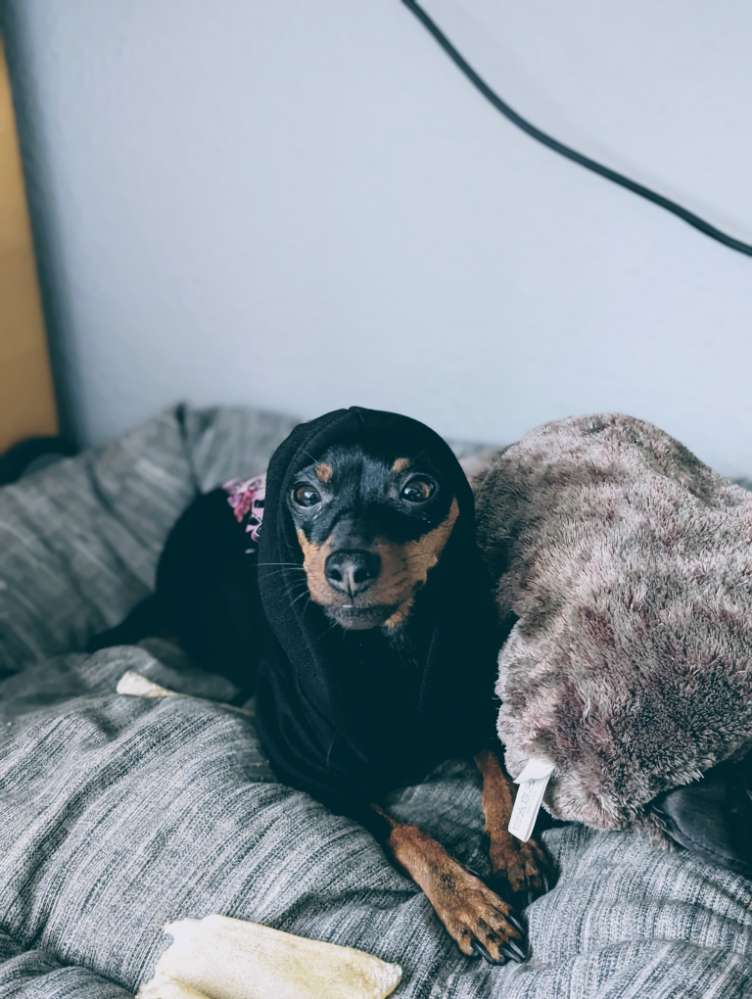 Hundetreffen-Luna sucht kleine Freunde-Profilbild