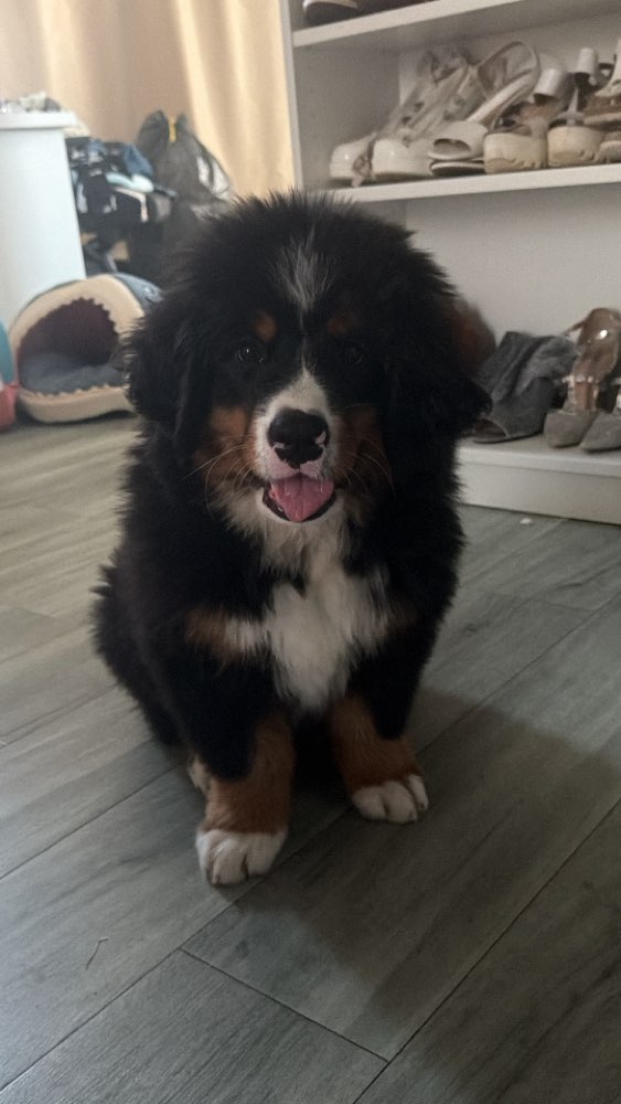 Hundetreffen-Wir Suchen Welpenfreunde für unseren kleinen Bären-Profilbild