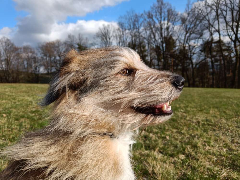 Hundetreffen-Socialwalk und später Spieletreffen-Profilbild