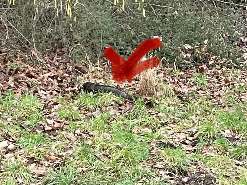 Giftköder-Toter Waschbär-Profilbild