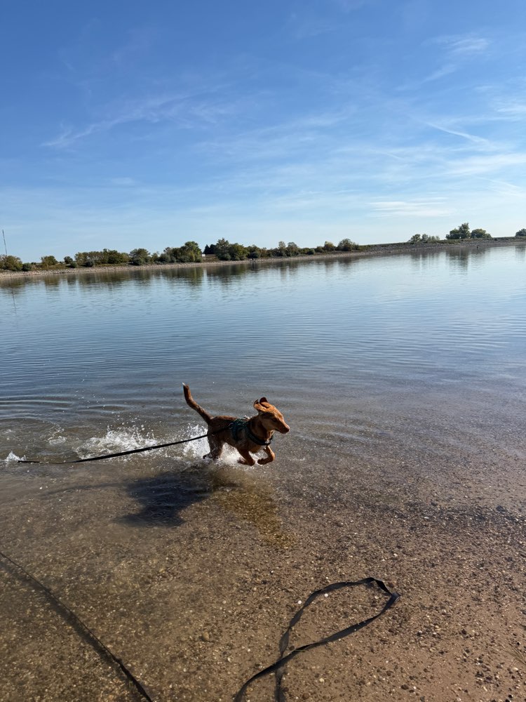 Hundetreffen-Junghund sucht Spielekameraden-Profilbild