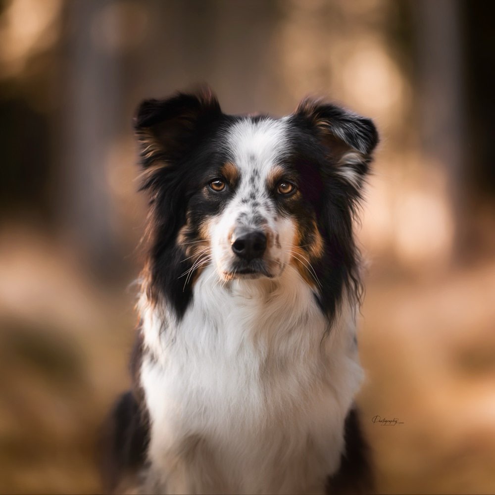 Hundetreffen-Coffee Date, Gassirunden 🐾-Profilbild