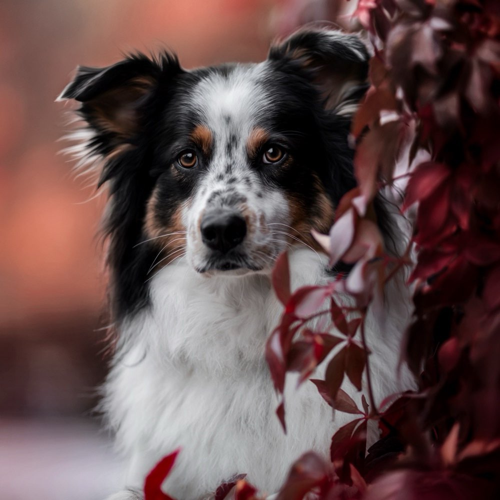 Hundetreffen-Gassirunden und Training 🐾-Profilbild