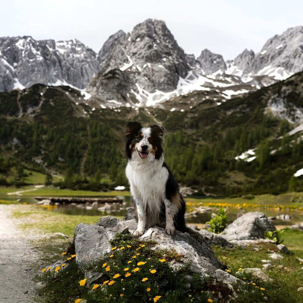 Hundetreffen-Gassirunden und Training 🐾-Profilbild