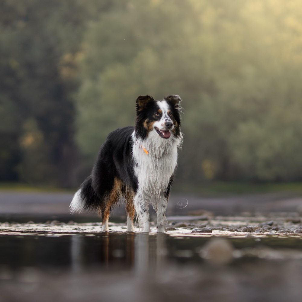 Hundetreffen-Gassirunde / Spielrunde 🐾-Profilbild