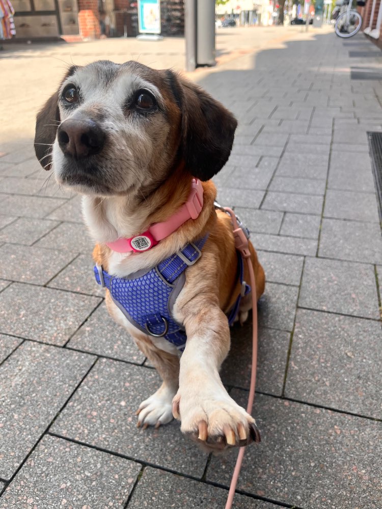 Hundetreffen-Sozial work-Profilbild