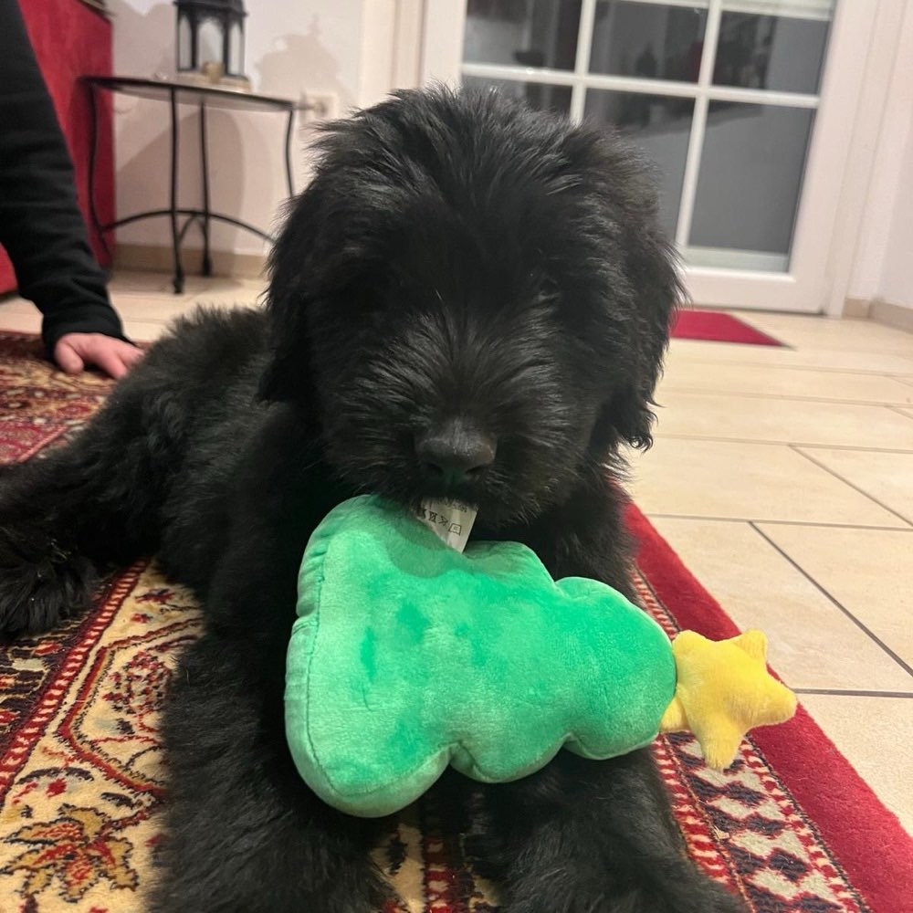 Hundetreffen-Welpenspielen Drensteinfurt Walstedde und Umgebung-Profilbild