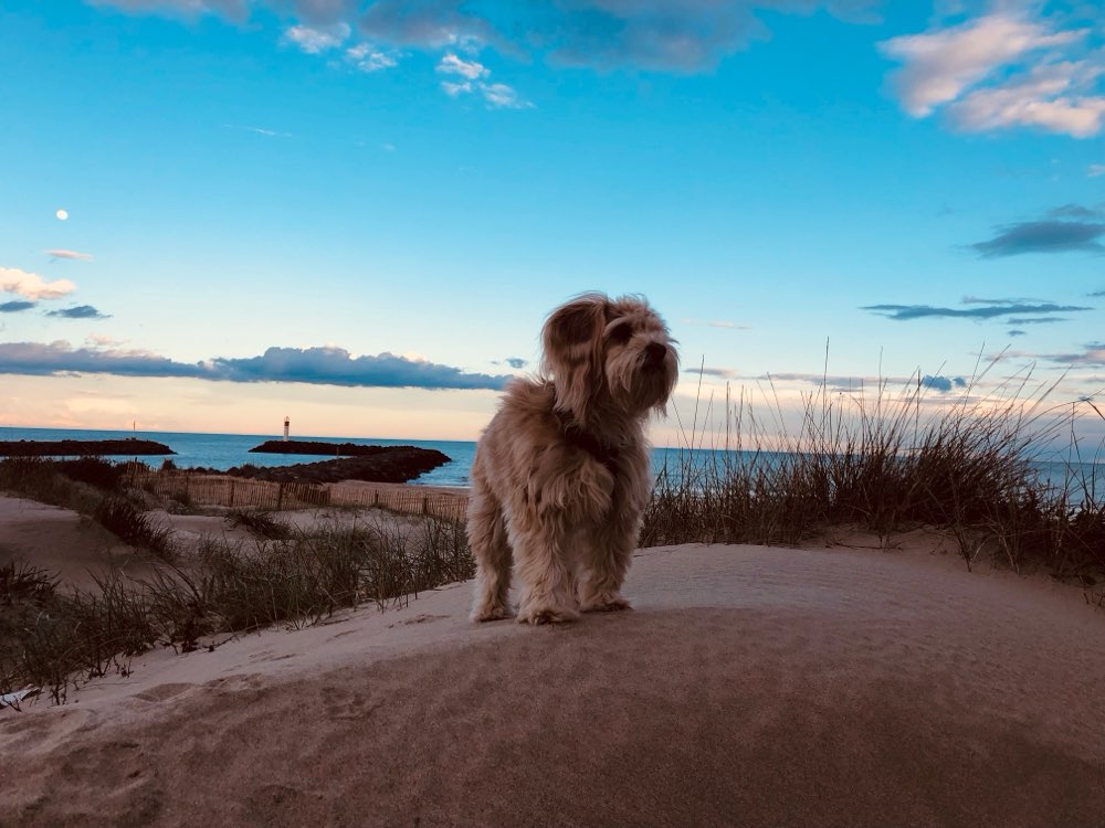 Hundetreffen-Begegnungstraining-Profilbild