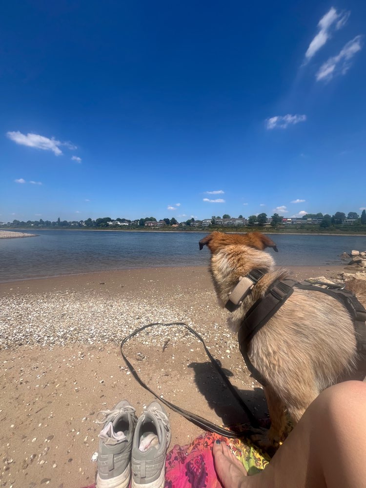 Hundetreffen-Entspannte Spaziergänge/Begegnungstraining-Profilbild