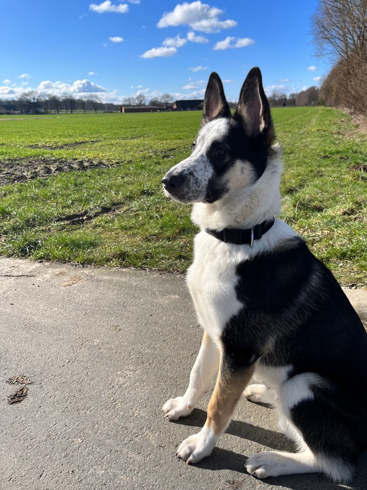 Hundetreffen-Spielrunde-Profilbild