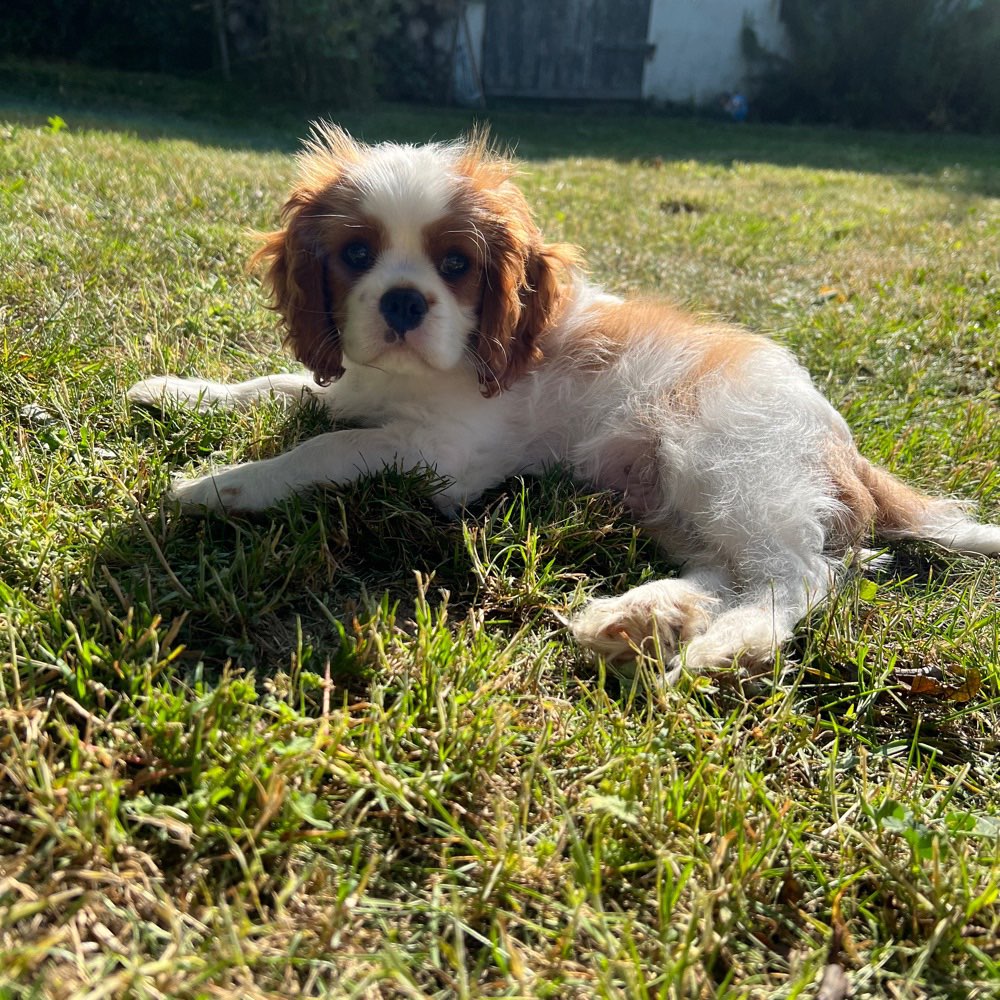 Hundetreffen-Welpentreffen-Profilbild