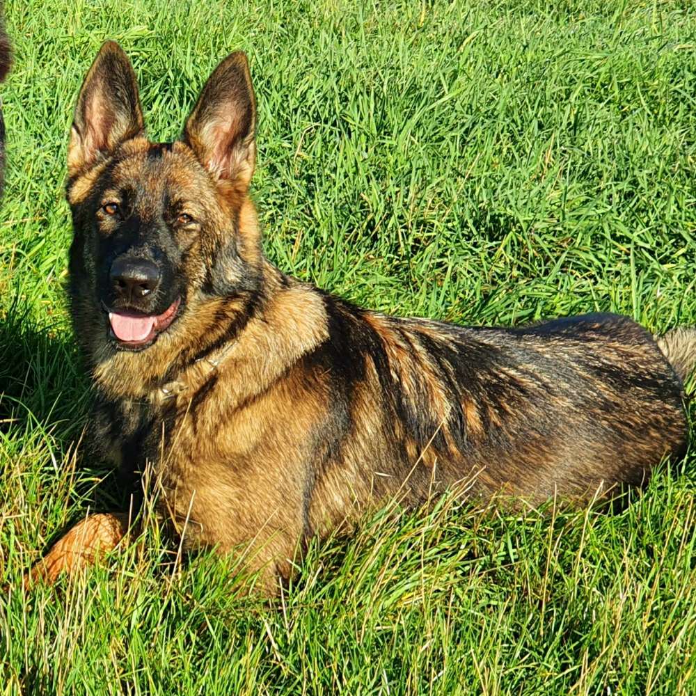 Hundetreffen-Spiel- und Gassigefährte gesucht-Profilbild