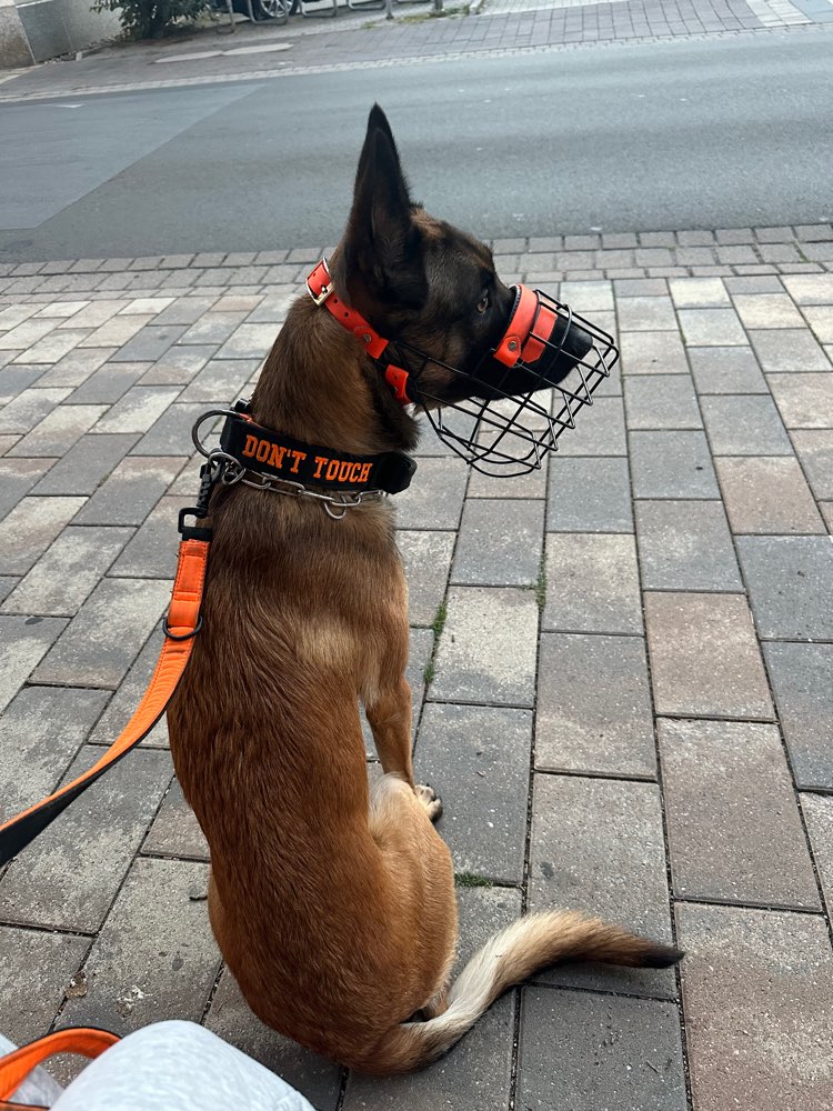 Hundetreffen-Social Walk-Profilbild