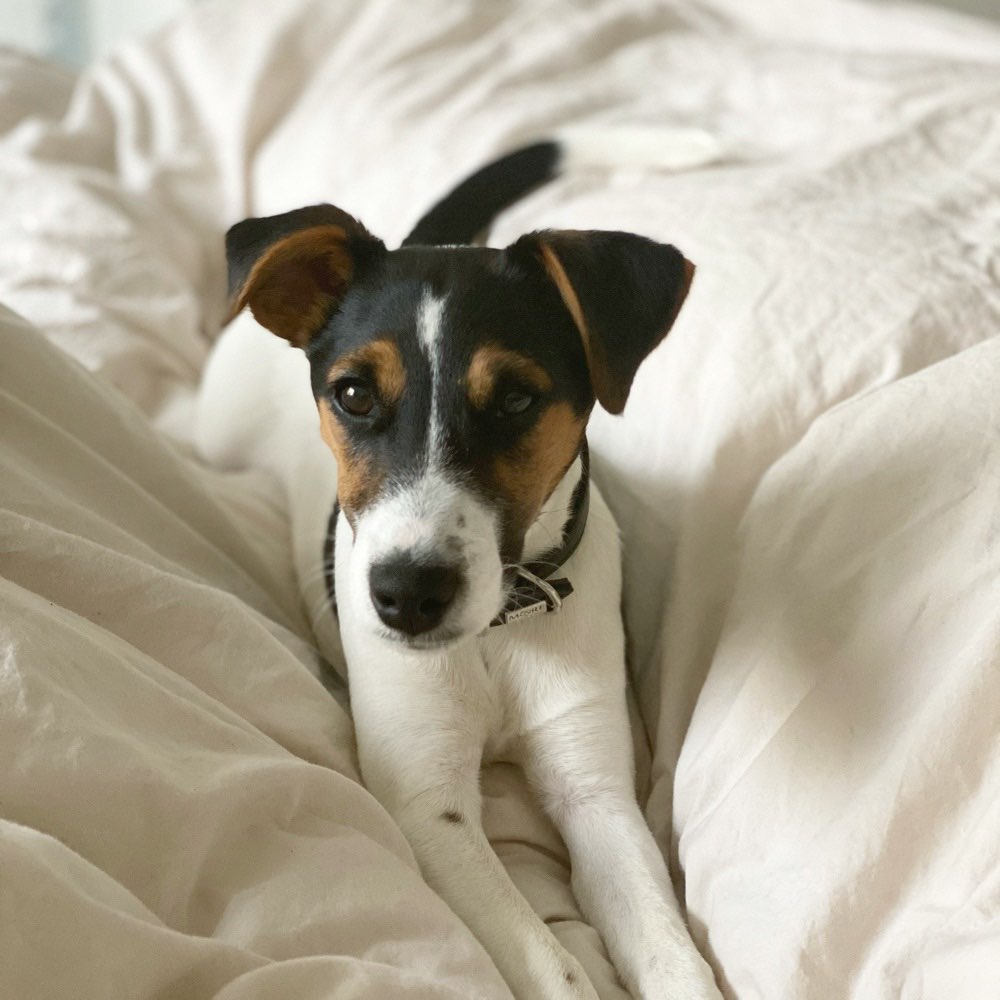 Hundetreffen-Spielkameraden gesucht-Profilbild