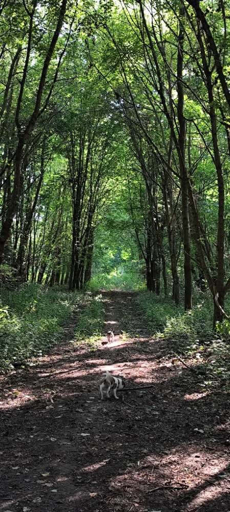 Hundetreffen-Captains Gassirunde in Pirna/Umgebung-Profilbild