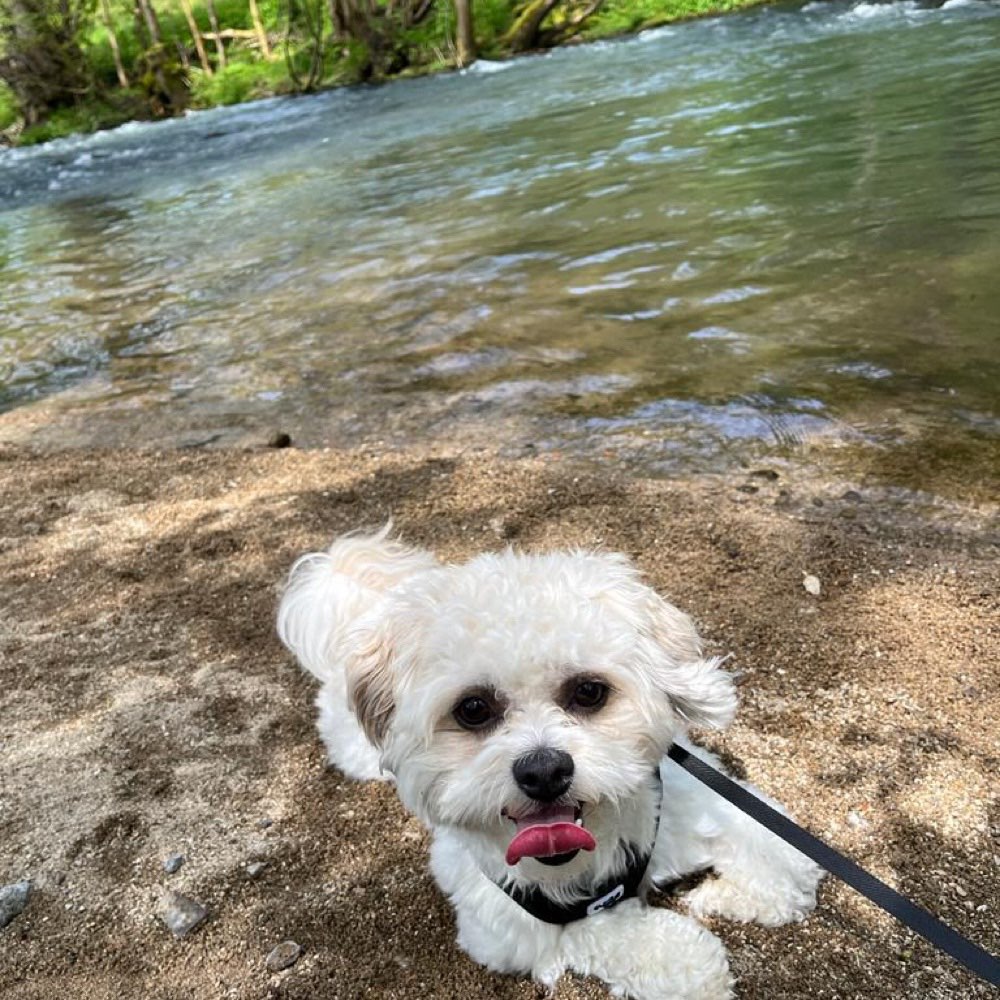 Hundetreffen-Gassirundd-Profilbild