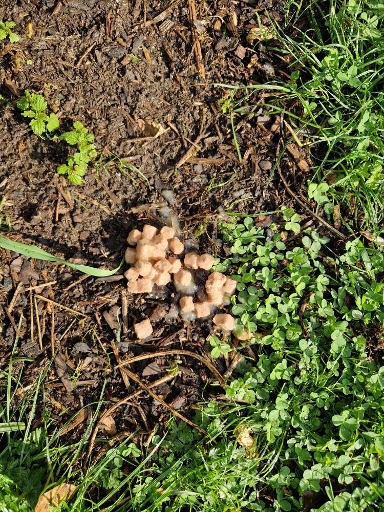 Giftköder-Futter ausgelegt / Wiese Hanielpark-Profilbild