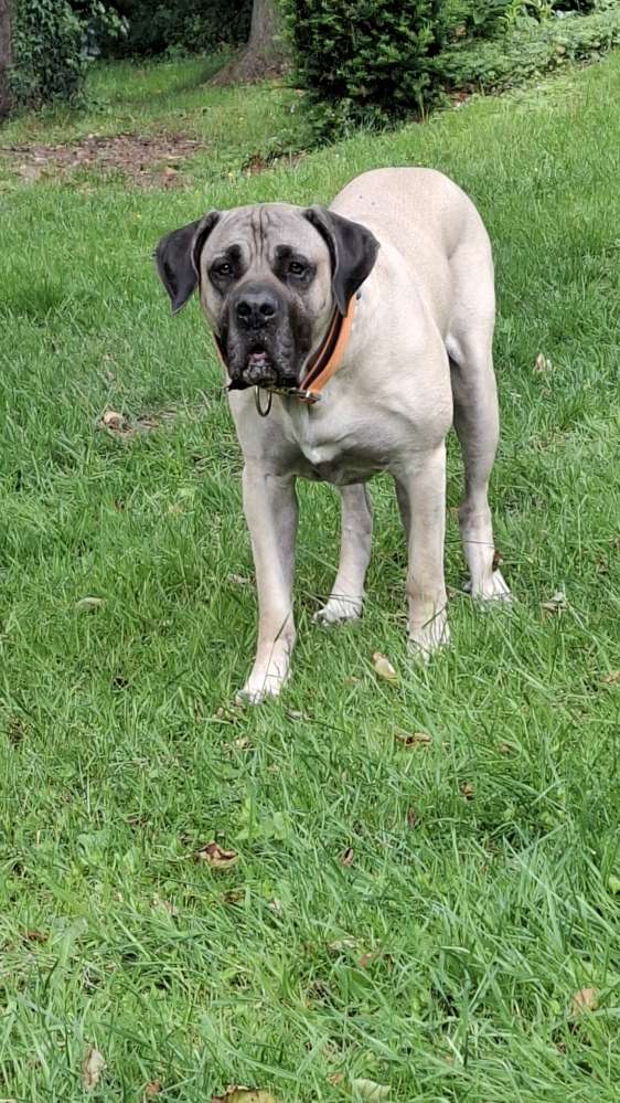 Giftköder-2 Herren mit Interesse an teure Rassen-Profilbild