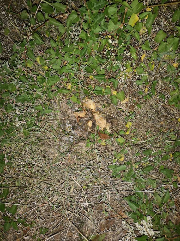 Giftköder-Möglicher Giftköder in STG Ost-Profilbild