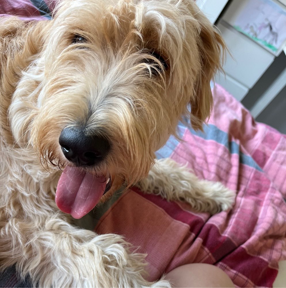 Hundetreffen-Junghundetreffen-Profilbild