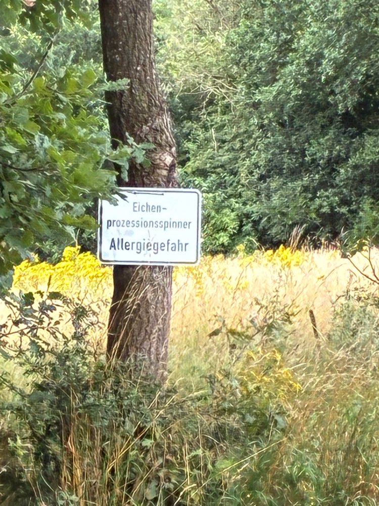 Giftköder-Eichenprozessionsspinner-Profilbild