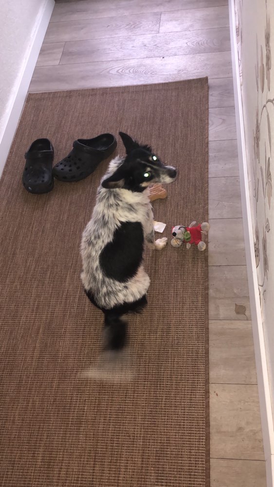 Hundetreffen-Treffen für Paula zum spielen-Profilbild