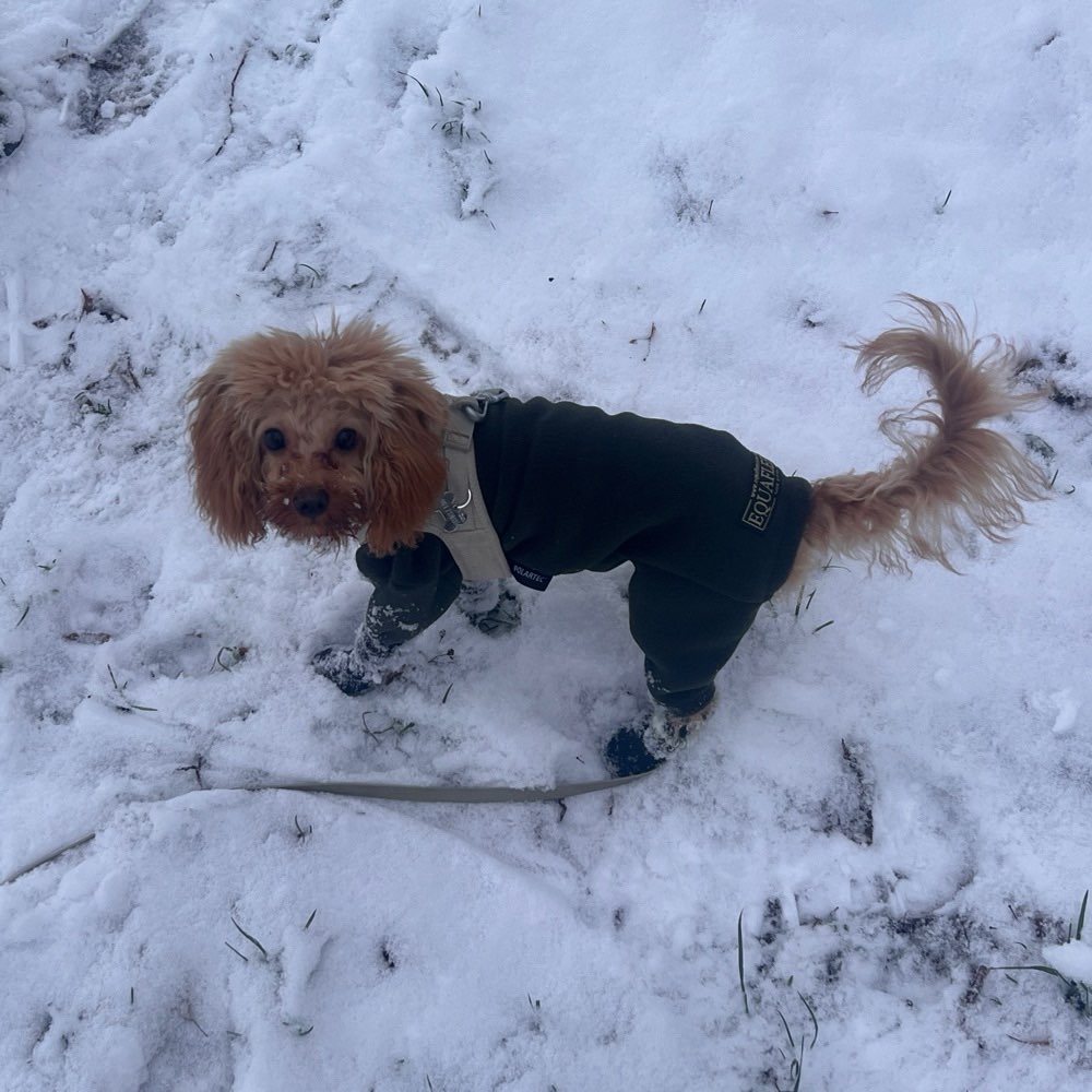 Hundetreffen-Spielkamerad gesucht-Profilbild