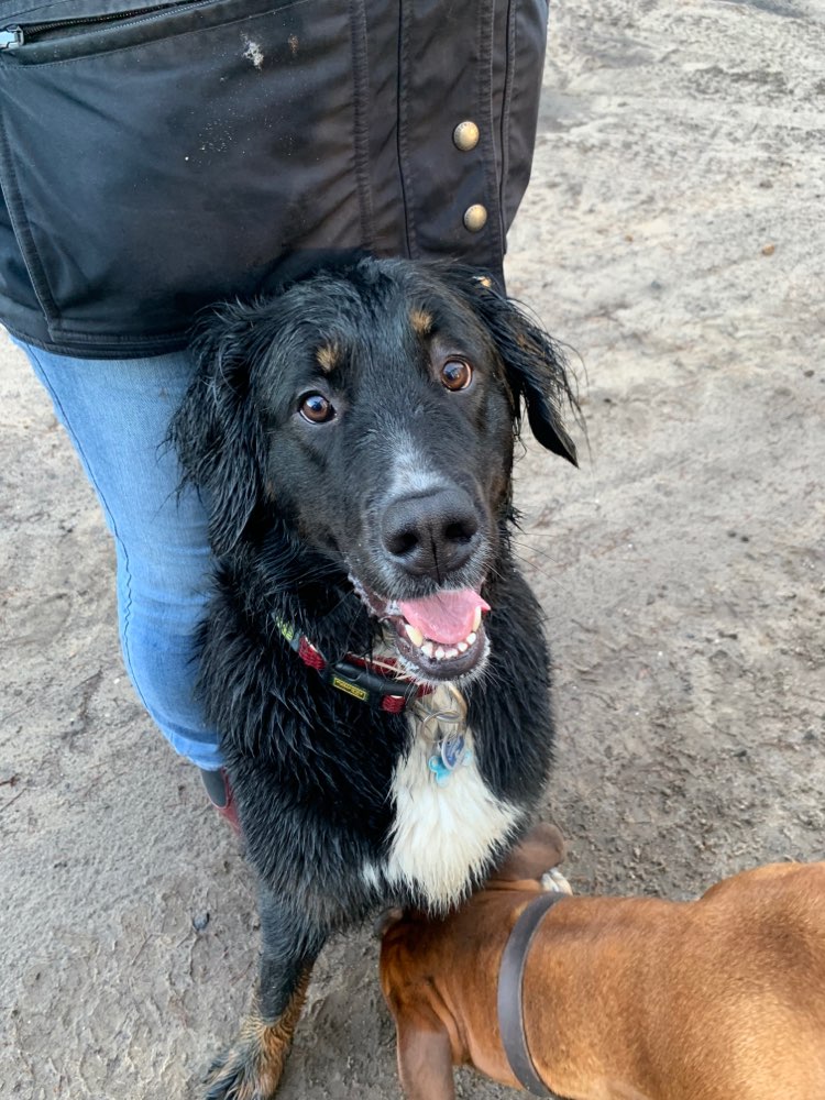 Hundetreffen-Coco sucht Freunde zum spielen und Gassi gehen.-Profilbild